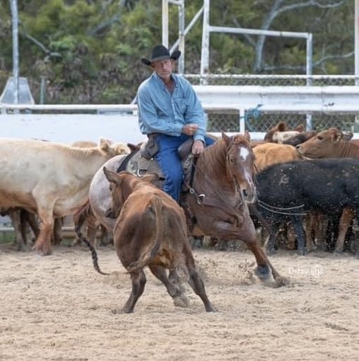 Cutting horse working a calf