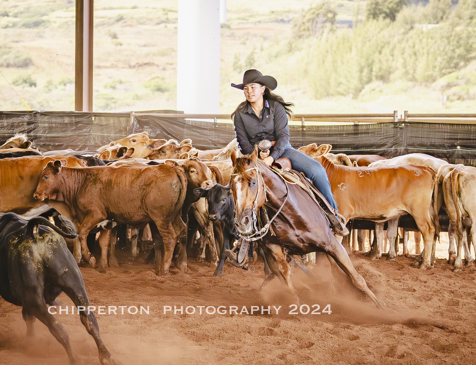 Sorting cattle in pen