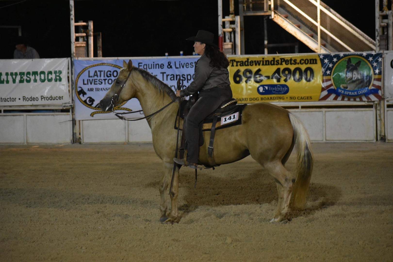 Palomino at evening event
